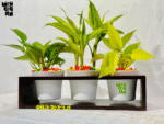 Tree Slelf Box plant shelf Height 04 Inch Width 14 Inch Depth 5 Model TS2001 - Image 2